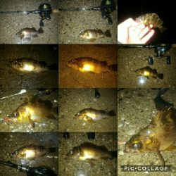 雨中のメバルポンポン